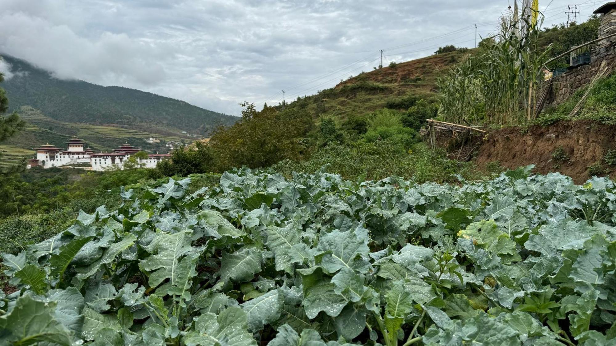 Wangdue Ecolodge Wangdue Phodrang Zewnętrze zdjęcie