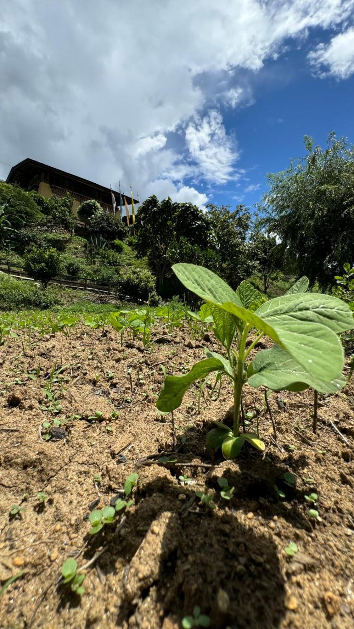 Wangdue Ecolodge Wangdue Phodrang Zewnętrze zdjęcie